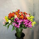 Alstroemeria