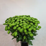 Chrysanthemum Green