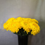 Chrysanthemum Yellow - Suur