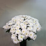 Chrysanthemum White