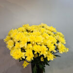 Chrysanthemum Yellow