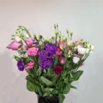 Eustoma (9 varianti)