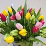 Tulbid klassikalised (erinevad värvid)